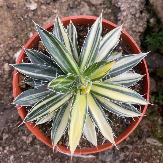 ZL480 王妃乱雪錦（10cm pot）