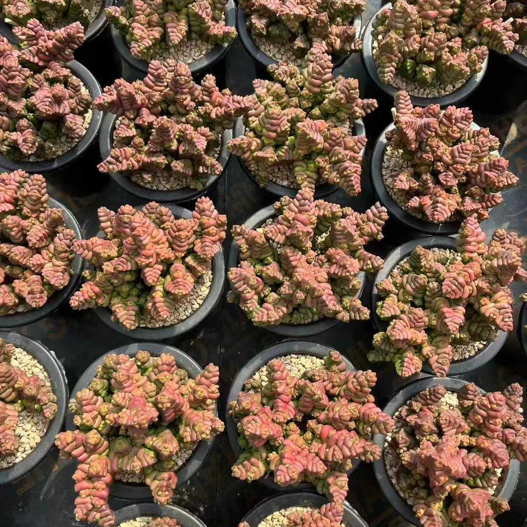 25284 クラッスラ　寿限無