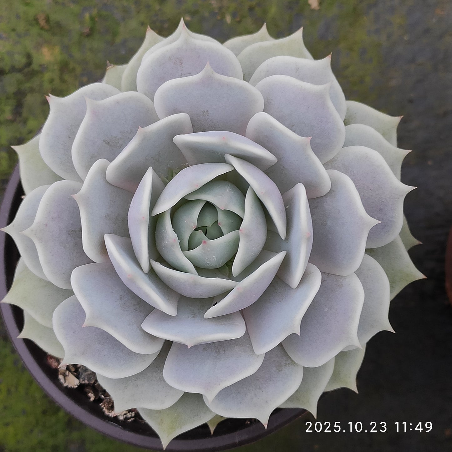 GDX011 ローラ（11cm pot）