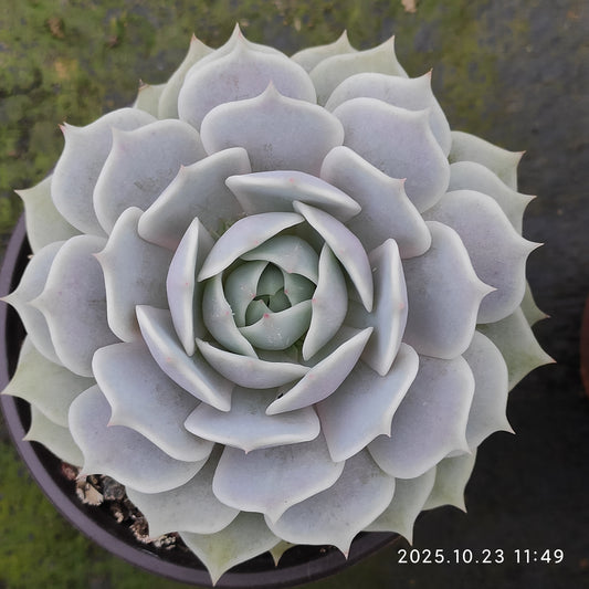 GDX011 ローラ（11cm pot）