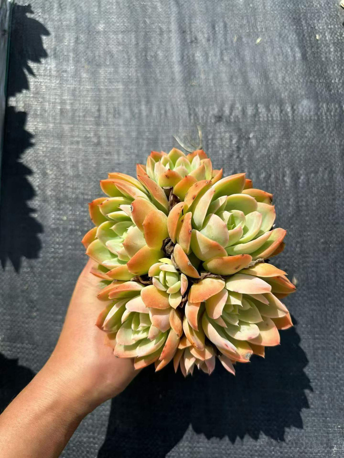 112729 シルクヴェール