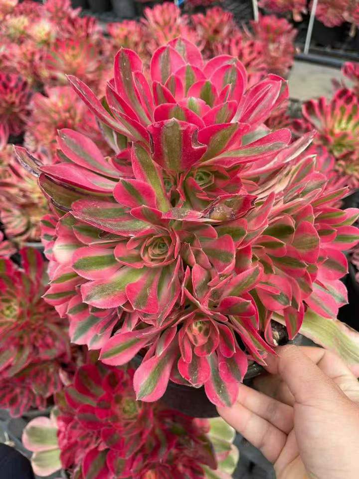 26552 アエオニウム　ウィッチ