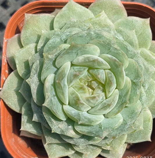 GR118 ピュアラブ（6.5cm pot）