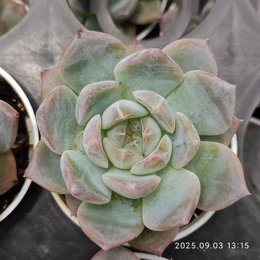 ZZA354 イェロー　クレーン　タワー（5.5cm pot）