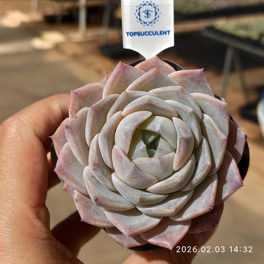 25675 アメイジンググレイス