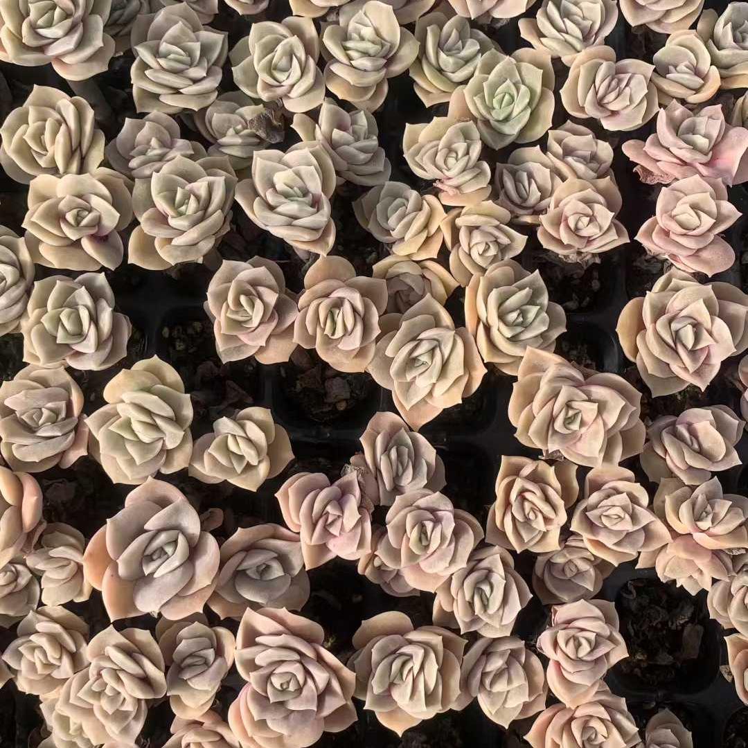 25442 ラブリーローズ