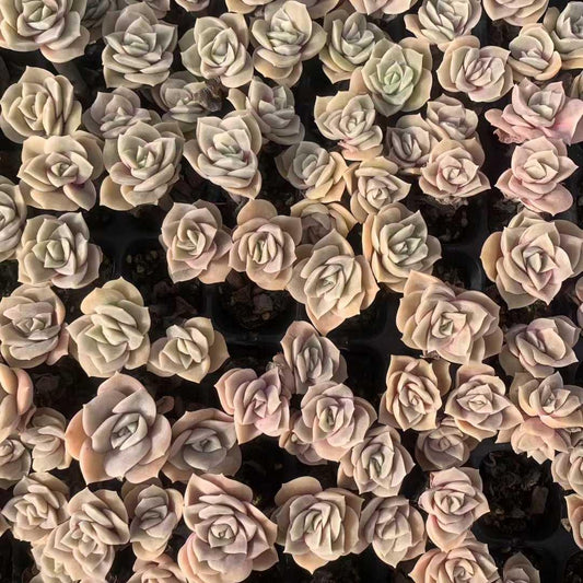 25442 ラブリーローズ