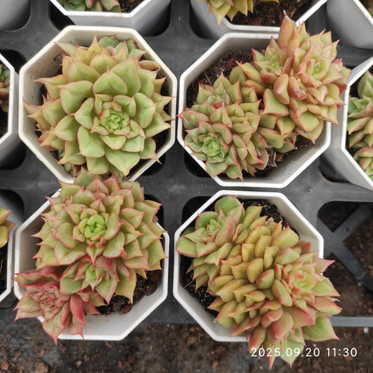 DQ154 テスラ（7cm pot）