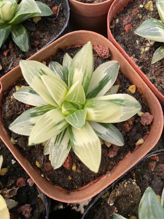 CS073 ハイデルベルゲンシス錦 (7cm pot)