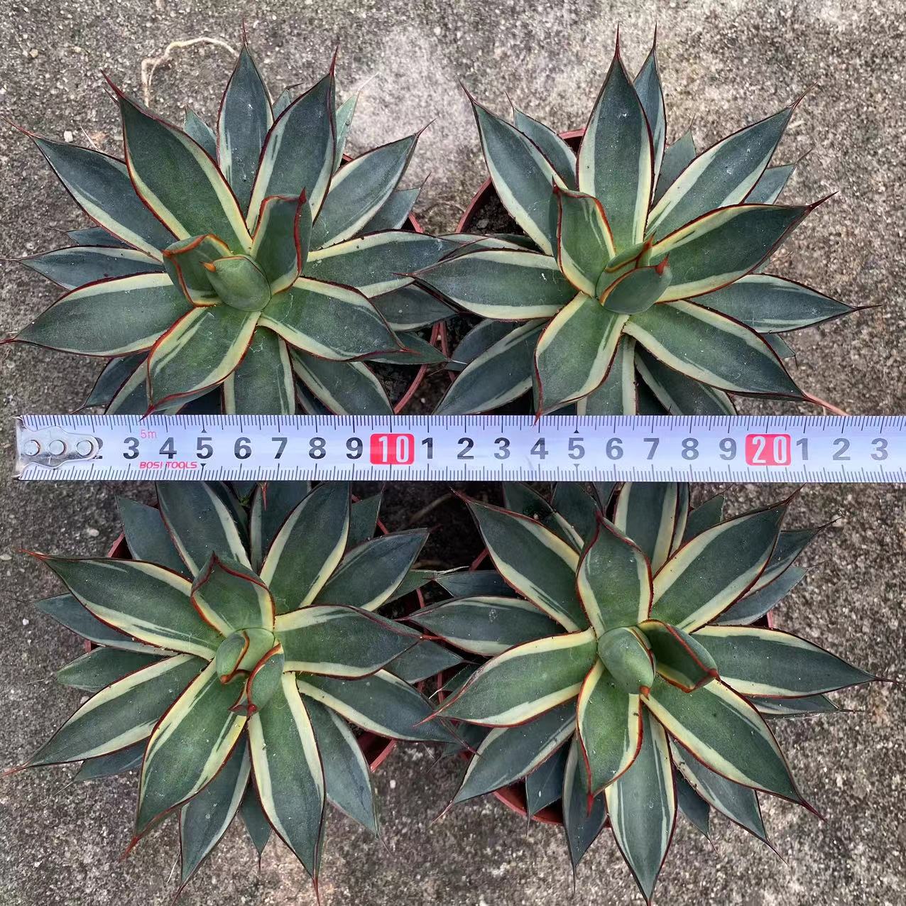 LJHH017 バーント バーガンディ' 錦（12cm pot）