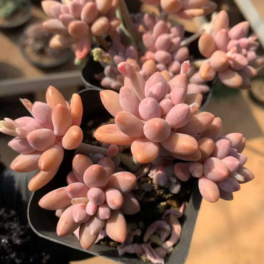 24136 ビューティーフィンガー