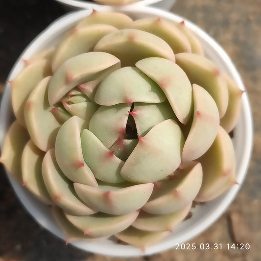 DWZ119 ベンバディス (5cm pot)