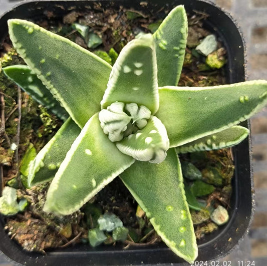 7403 皇帝（6.5cm pot）