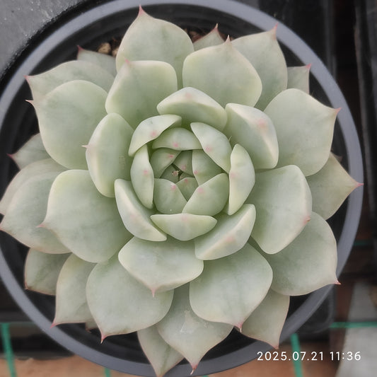 MMY972 ティッピー錦（9cm pot）