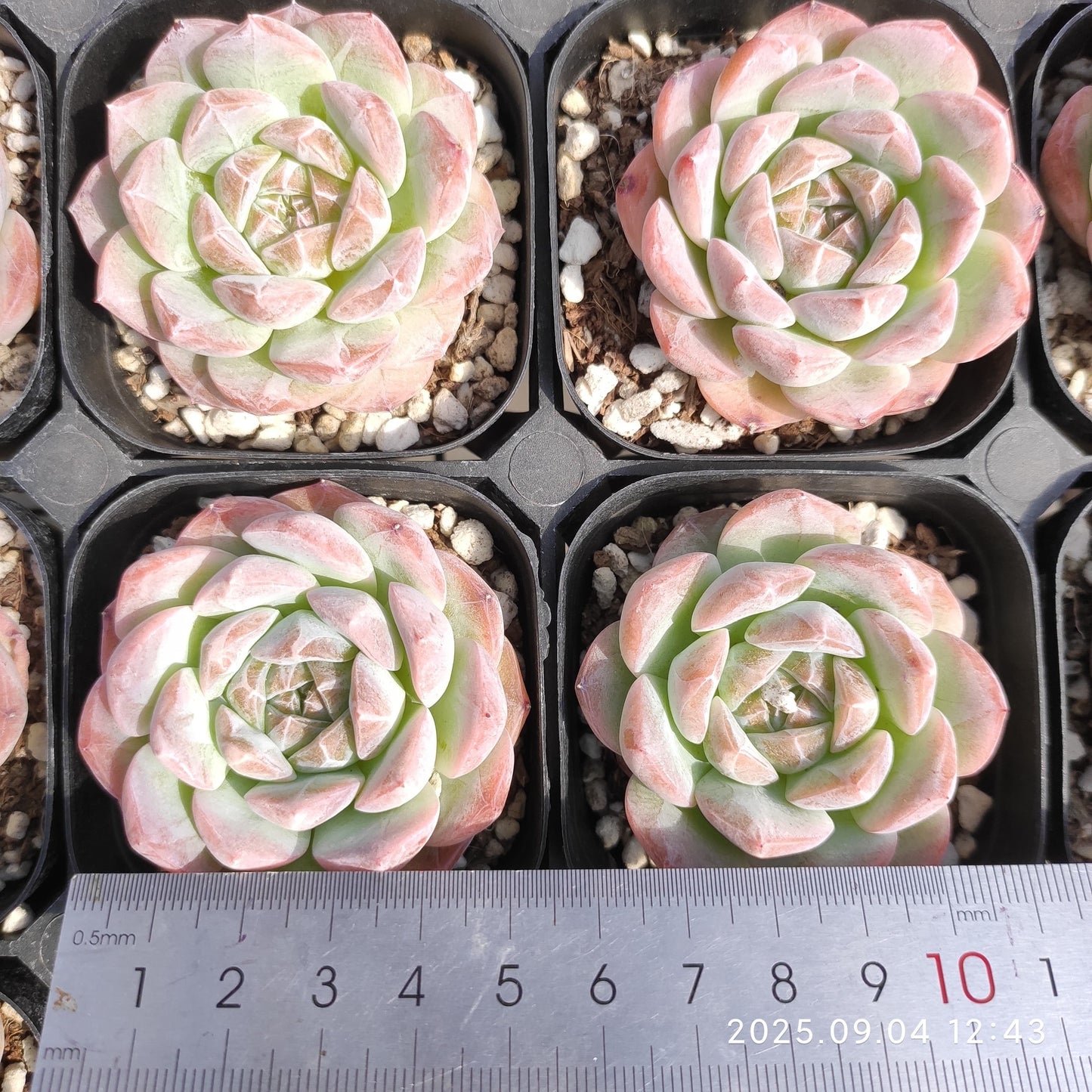 MMY741 スノー　タワー （5cm pot）