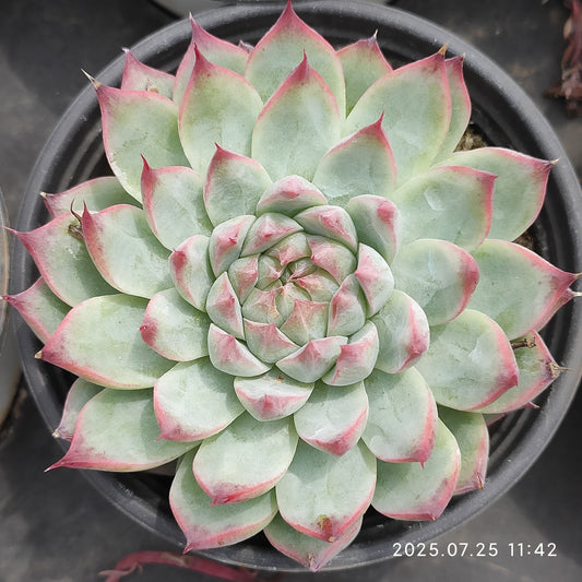 NGN161 ギグス（9cm pot）