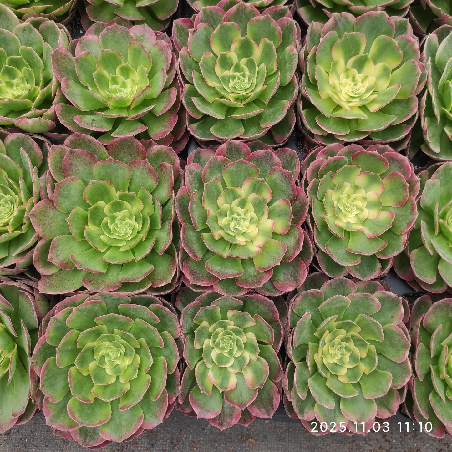 22349 アエオニウム　シーキング（9cm pot）