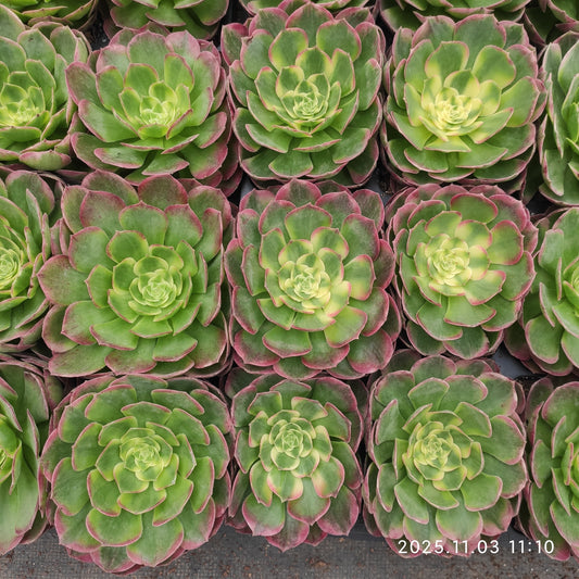 22349 アエオニウム　シーキング（9cm pot）