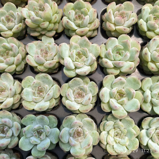 XS925 アイスグレープ(3cm pot)