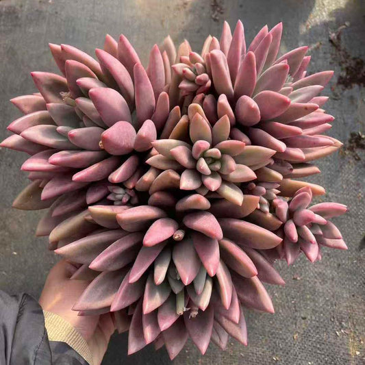 259791 ルビードナ