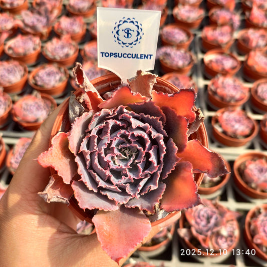 ZXX007 シャビアナトリュフ(9cm pot）