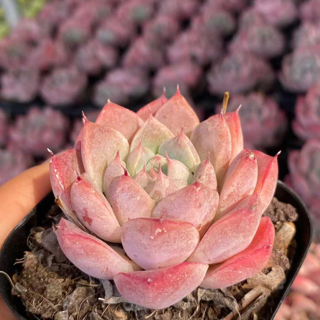 商品一覧 – Top Succulent®