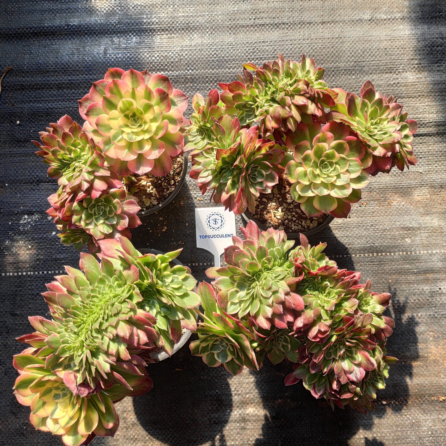 17927 アエオニウム　シーキング綴化