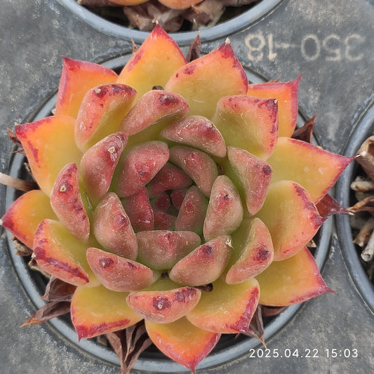 MMY594 フランク(9cm pot)