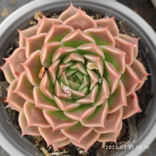 DWZ2650 アガボイデスhyb （9cm pot）