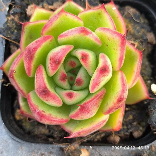 LG435 テンマイル (6.5cm pot)