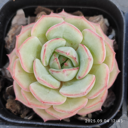 MMY1087 ジザー　シー（6.3cm pot）