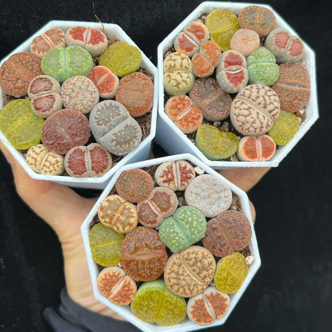 BL1834-POT ディンターランサスバンジリー Hyb（6cm pot）