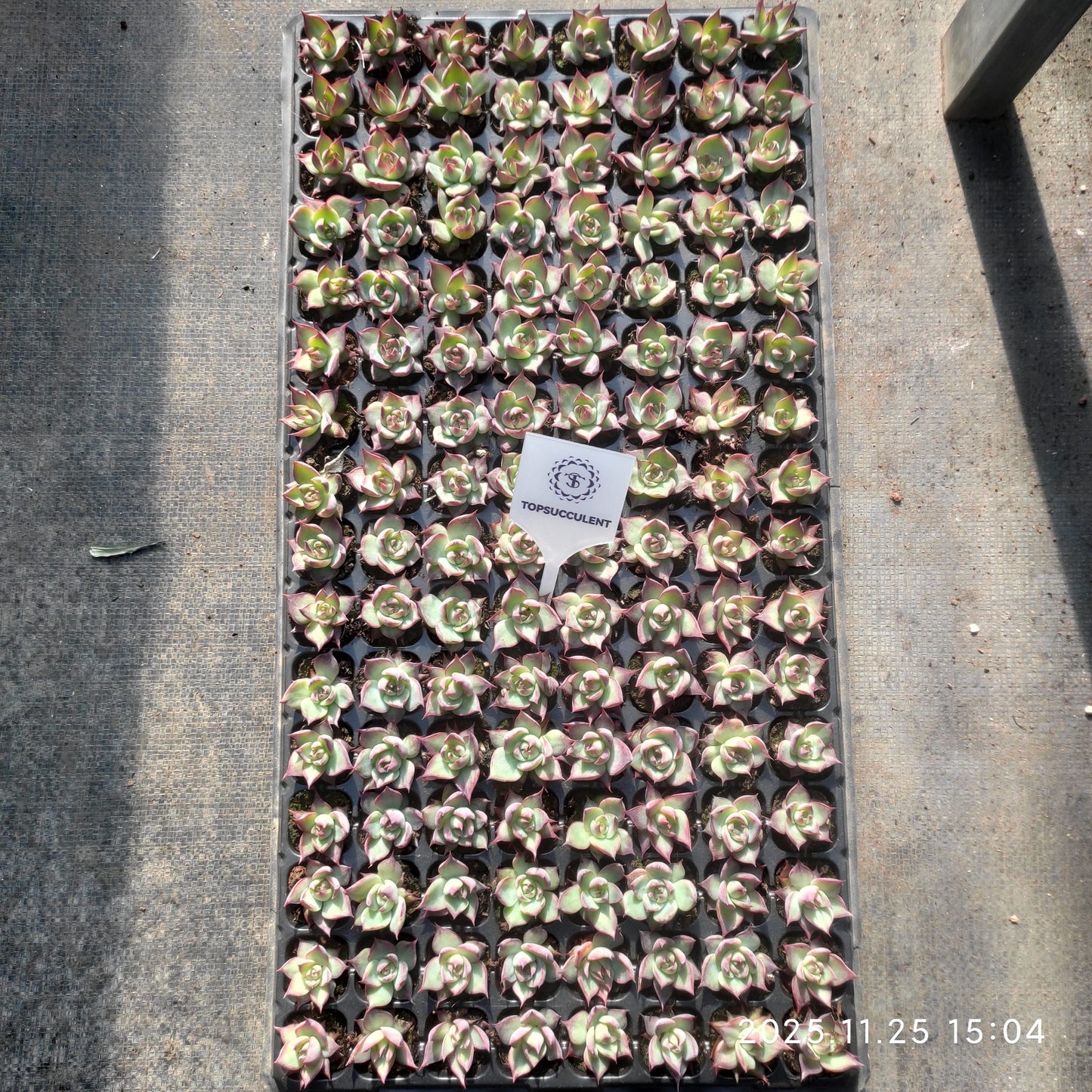 220681 カシオ（3cm pot）（ポット苗）