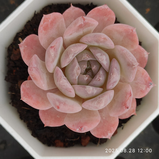 YBB190 アメイジンググレイス（7cm pot）