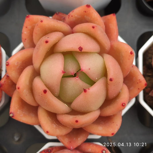 LMM151 アンコール(7cm pot)