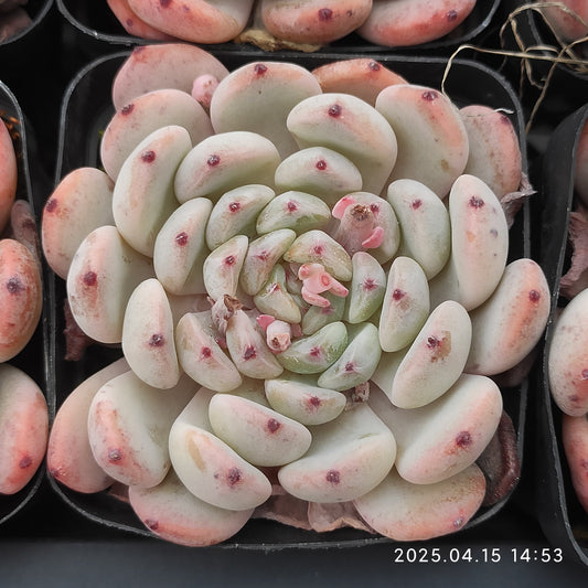 QN702 ビヨンテ(6.5cm pot)