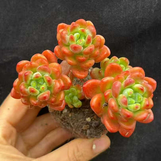 21999 シャングリラ（6.5cm pot）