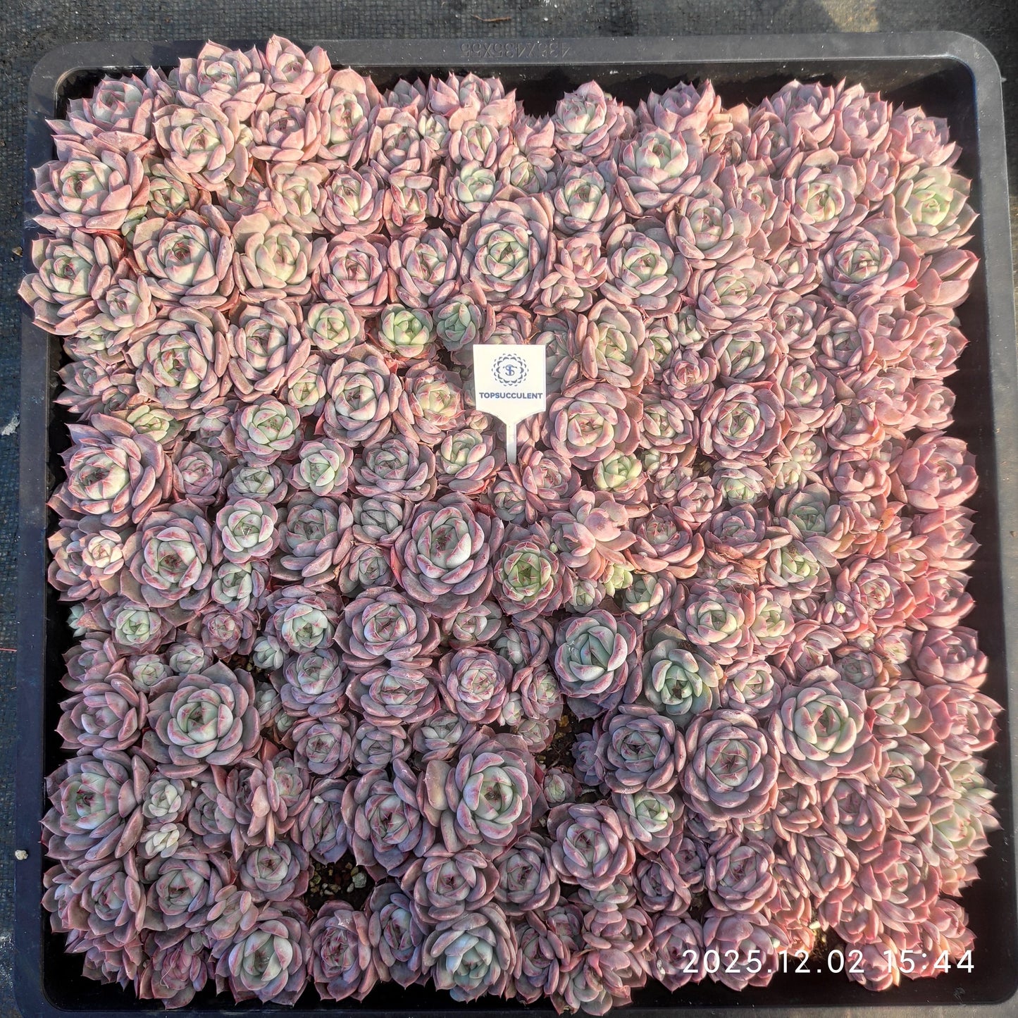 23034 チワワエンシス Hyb（ポット苗）