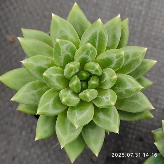 MMT862 オラクル（5.5cm pot）