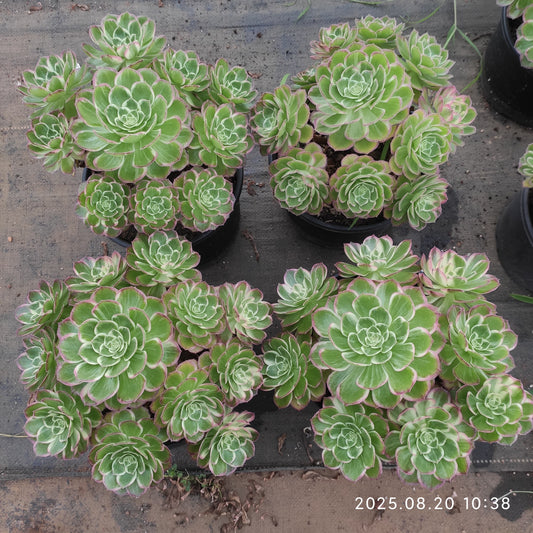 YF469 カロフル　ランターンズ（20cm pot）