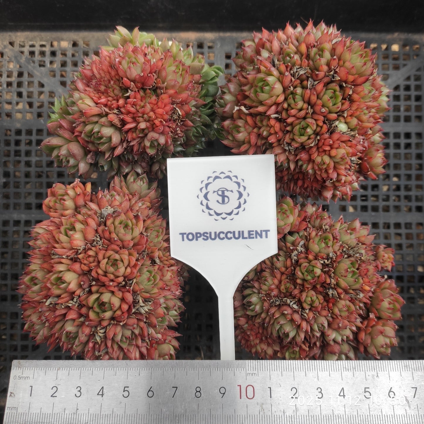 16388  レッドワインピーチ（7cm pot）