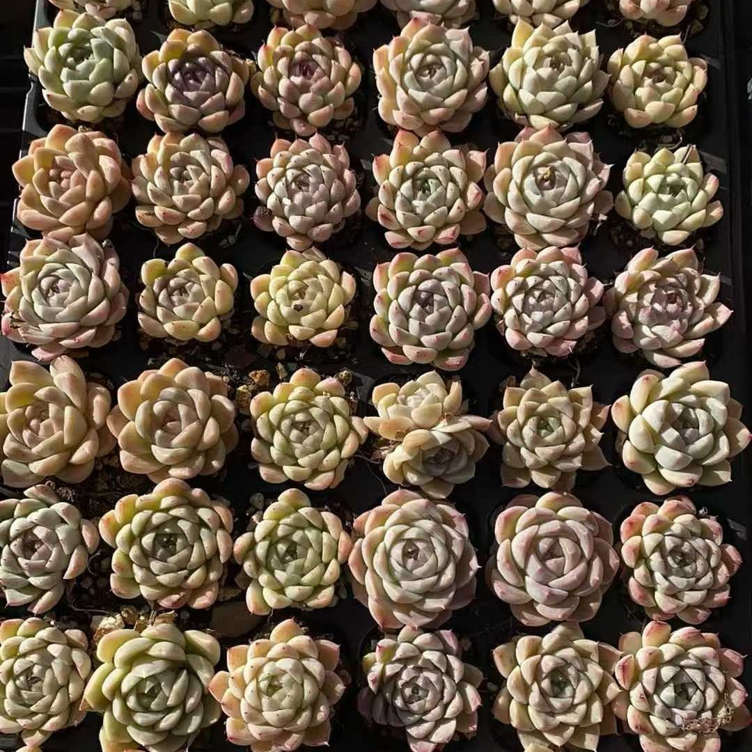 23581 アルバ美尼（3cm pot）