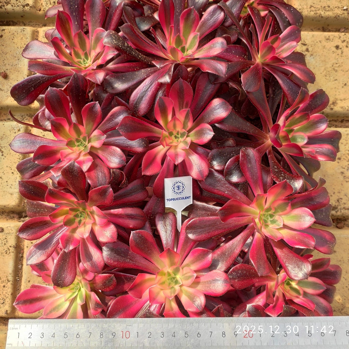 3465 メデューサ