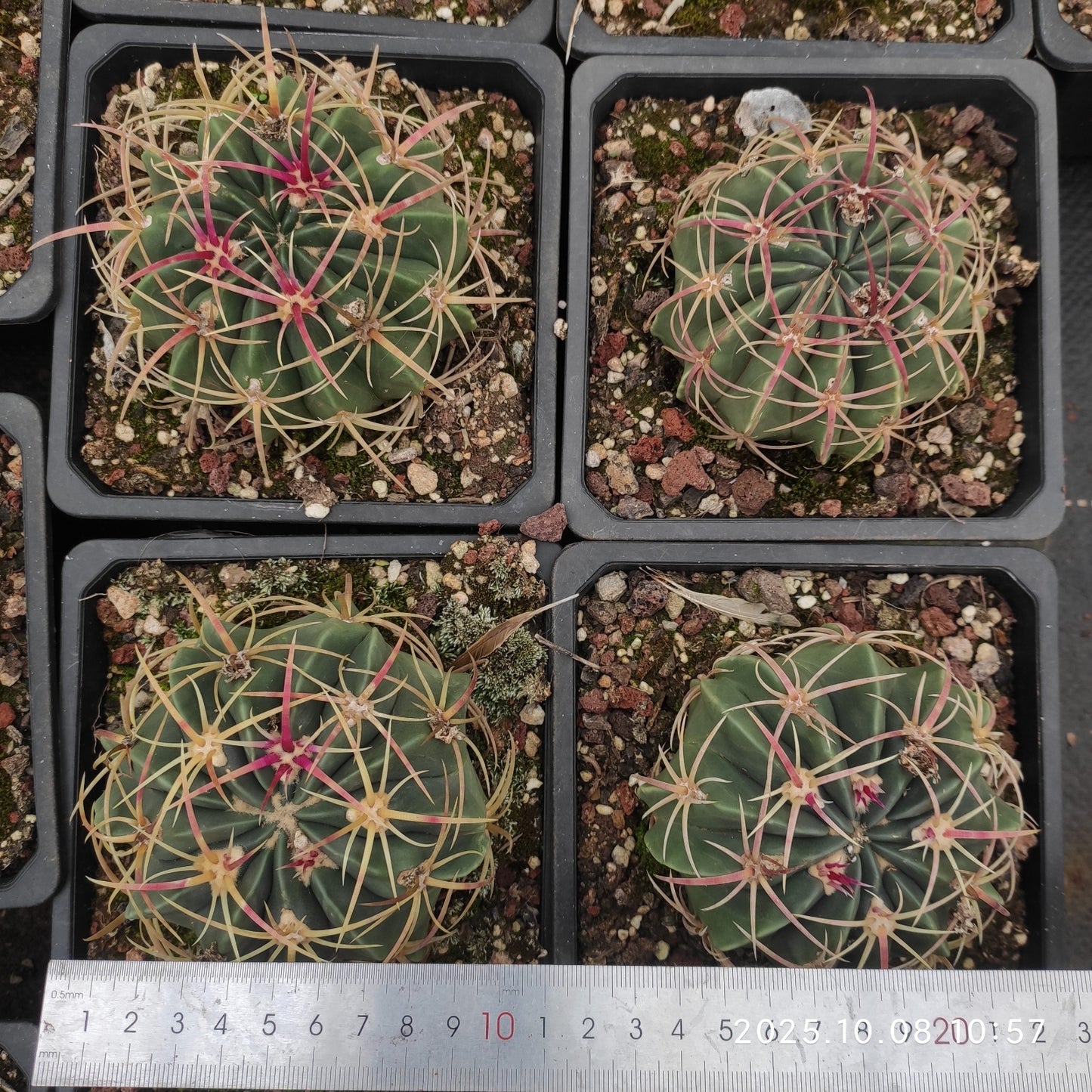 DMC068 赤城（あかぎ）（11cm pot）