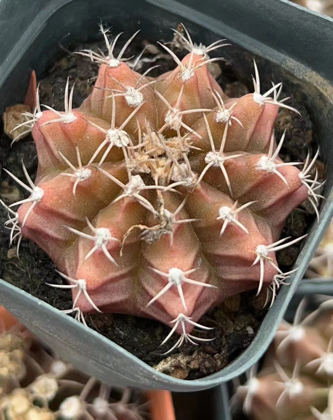 CS193 ミハノビッチ（7cm pot）