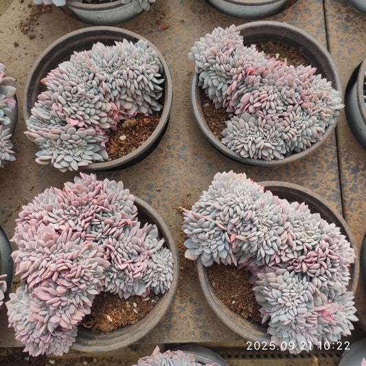 YS267 ベゴニア綴化（12cm pot）