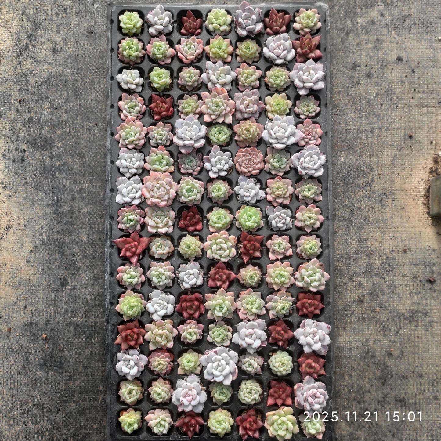 21736  チワワエンシス x フランク（3cm pot）（ポット苗）