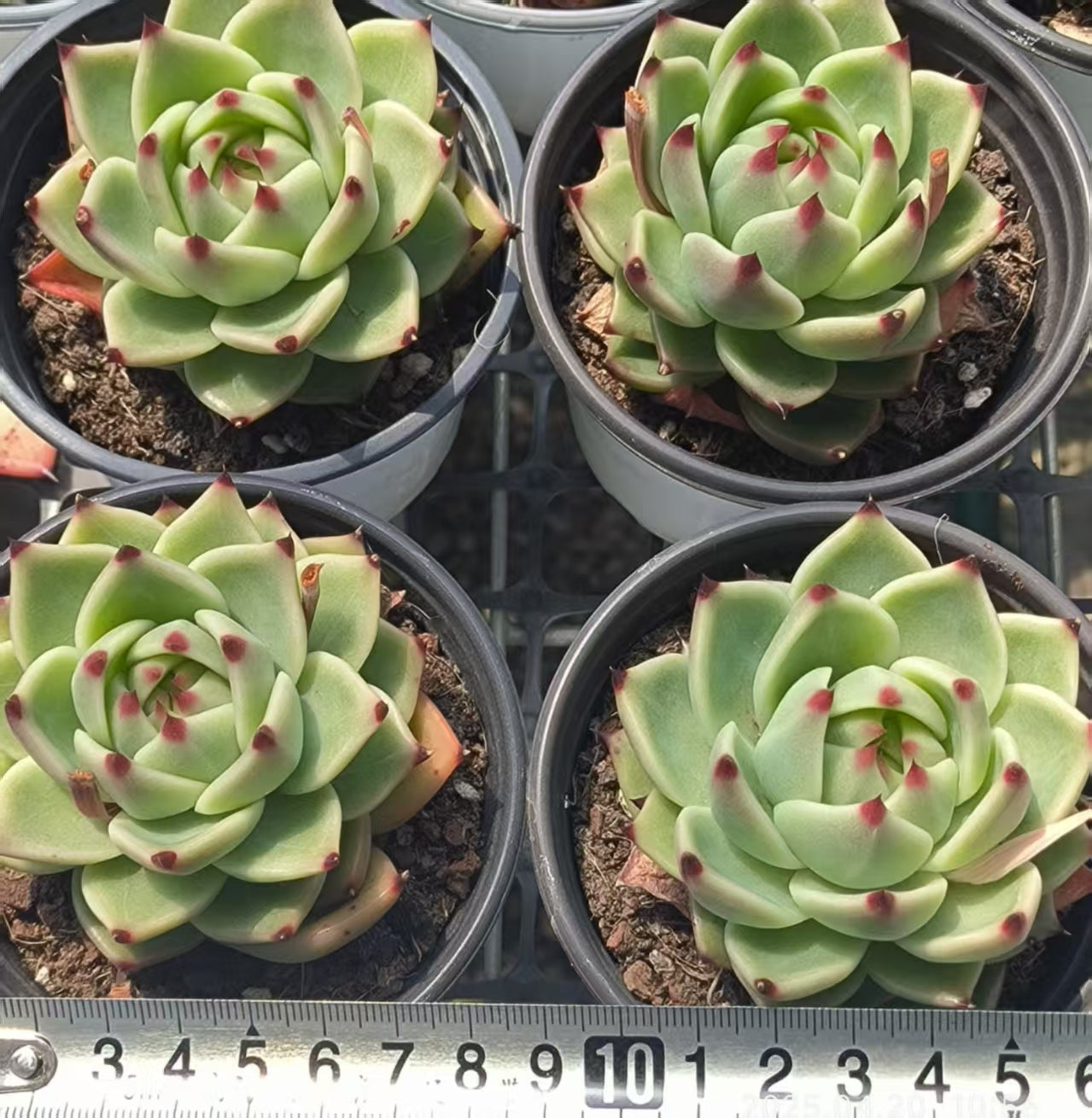 HC159 ブルードラゴン(7cm pot)