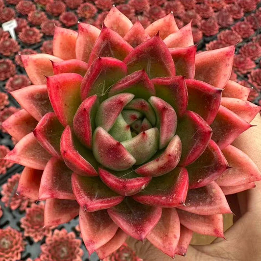 22998 メクシカン　ローズ（8cm pot）