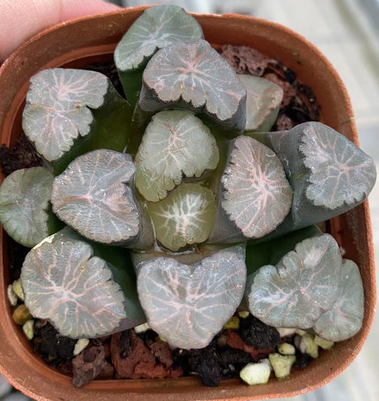 CS116 春御影ハルミカゲ (7cm pot)